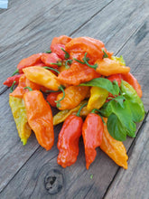 Charger l'image dans la galerie, Piment Ghost Bhut Jolokia