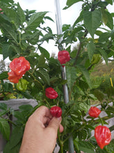 Charger l'image dans la galerie, Piment Habanero