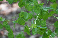 Charger l'image dans la galerie, Monnaie du Pape *