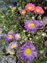 Load image into Gallery viewer, Single China Aster