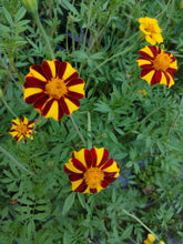 Load image into Gallery viewer, Marigold Grand Harlequin