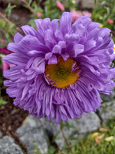 Load image into Gallery viewer, China Aster Pompon