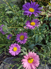 Load image into Gallery viewer, Single China Aster