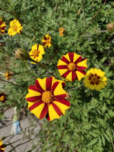 Load image into Gallery viewer, Marigold Grand Harlequin