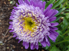 Load image into Gallery viewer, China Aster Pompon