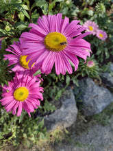 Load image into Gallery viewer, Single China Aster