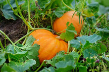 Charger l'image dans la galerie, Citrouille Jack-O Lantern
