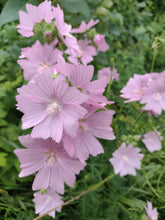 Charger l'image dans la galerie, Mauve Alcée