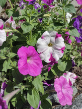 Load image into Gallery viewer, Mixed Color Petunia
