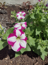 Load image into Gallery viewer, Mixed Color Petunia