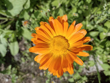 Load image into Gallery viewer, English Marigold