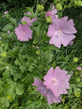 Charger l'image dans la galerie, Mauve Alcée