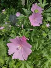 Charger l'image dans la galerie, Mauve Alcée