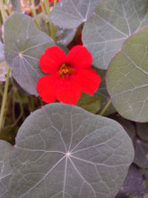 Load image into Gallery viewer, Red Nasturtium
