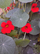 Load image into Gallery viewer, Red Nasturtium