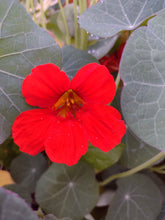 Load image into Gallery viewer, Red Nasturtium
