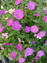 Load image into Gallery viewer, Mixed Color Petunia