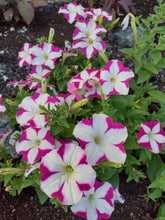Load image into Gallery viewer, Mixed Color Petunia