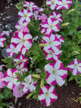 Load image into Gallery viewer, Mixed Color Petunia