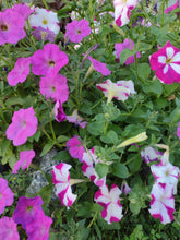 Load image into Gallery viewer, Mixed Color Petunia