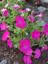 Load image into Gallery viewer, Mixed Color Petunia