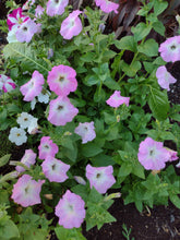 Load image into Gallery viewer, Mixed Color Petunia