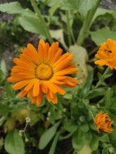 Load image into Gallery viewer, English Marigold