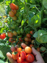 Charger l'image dans la galerie, Tomate raisin