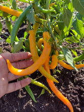 Charger l'image dans la galerie, Cayenne orange