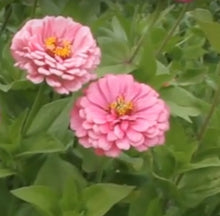Load image into Gallery viewer, Luminosa Zinnia