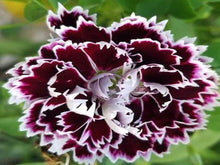 Charger l'image dans la galerie, Dianthus Noir et blanc Minstrel – Rose chinoise *