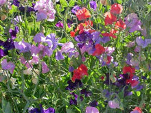 Charger l'image dans la galerie, Pois de senteur Mammouth (mixte)