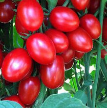 Charger l'image dans la galerie, Tomate raisin