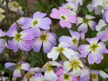Charger l'image dans la galerie, Giroflée de Mahon - Julienne maritime