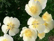 Charger l'image dans la galerie, Pavot ivoire de Californie