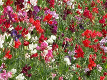 Charger l'image dans la galerie, Pois de senteur Mammouth (mixte)