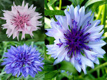 Charger l'image dans la galerie, Centaurées mixtes