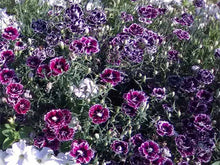 Charger l'image dans la galerie, Dianthus Noir et blanc Minstrel – Rose chinoise *