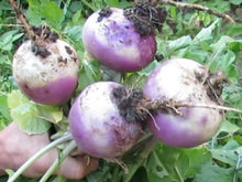 Charger l'image dans la galerie, Navet blanc à collet violet - Rabiole