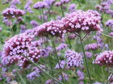 Charger l'image dans la galerie, Verveine mauve