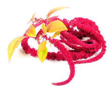 Charger l'image dans la galerie, Amarante amour saignant - queue de renard