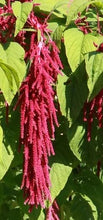 Charger l'image dans la galerie, Amarante amour saignant - queue de renard