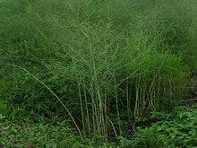 Charger l'image dans la galerie, Asperge Mary Washington