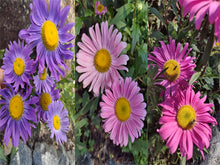 Load image into Gallery viewer, Single China Aster