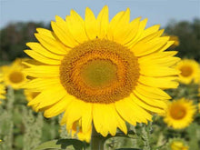 Load image into Gallery viewer, Striped Grey Sunflower