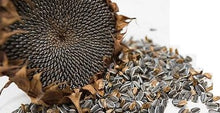 Load image into Gallery viewer, Striped Grey Sunflower