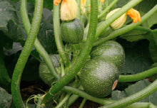 Charger l'image dans la galerie, Zucchini rond