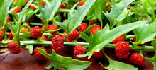 Load image into Gallery viewer, Strawberry Spinach
