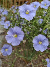 Load image into Gallery viewer, Blue Flax
