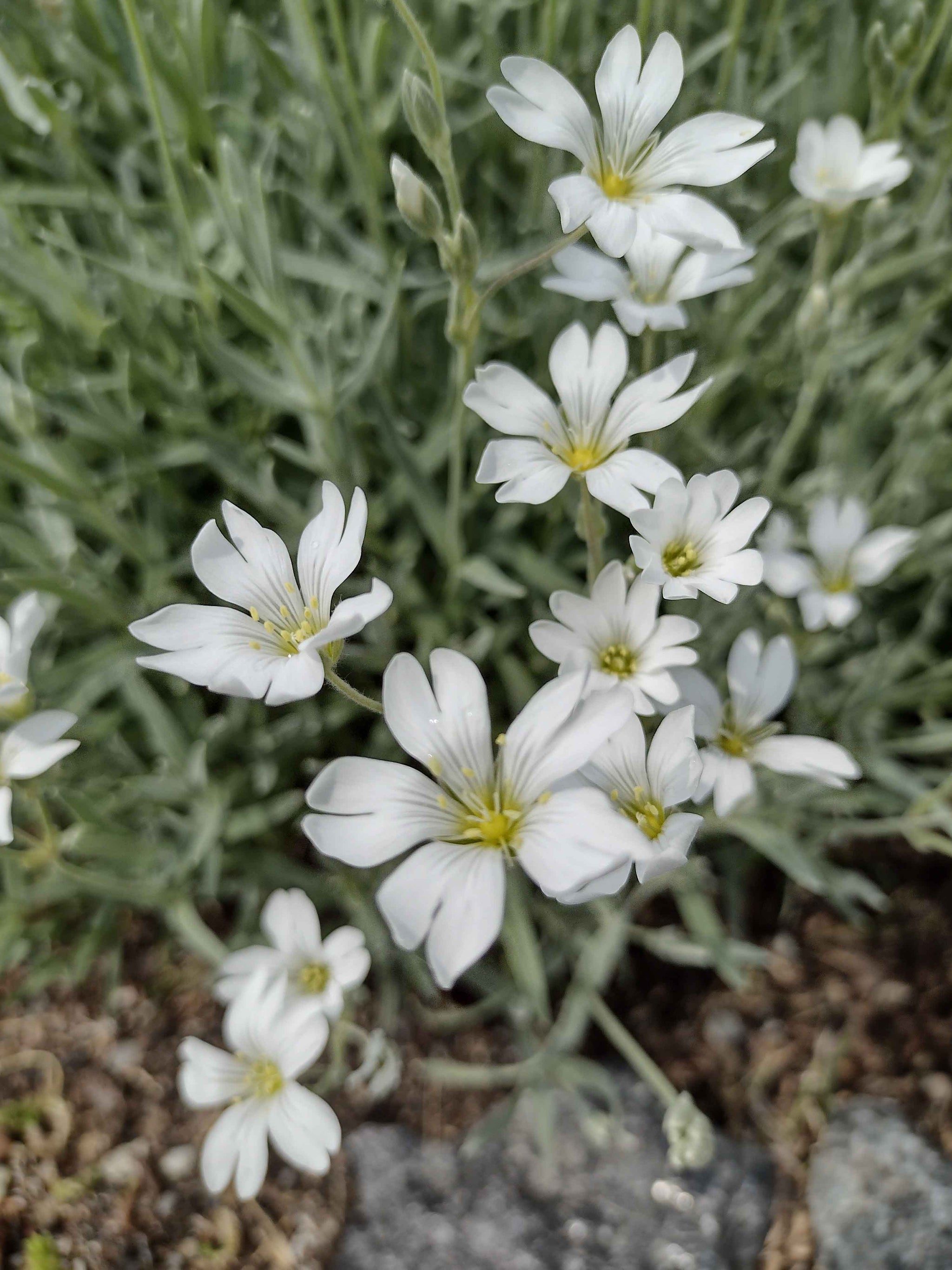 Snow in Summer – vegetomix